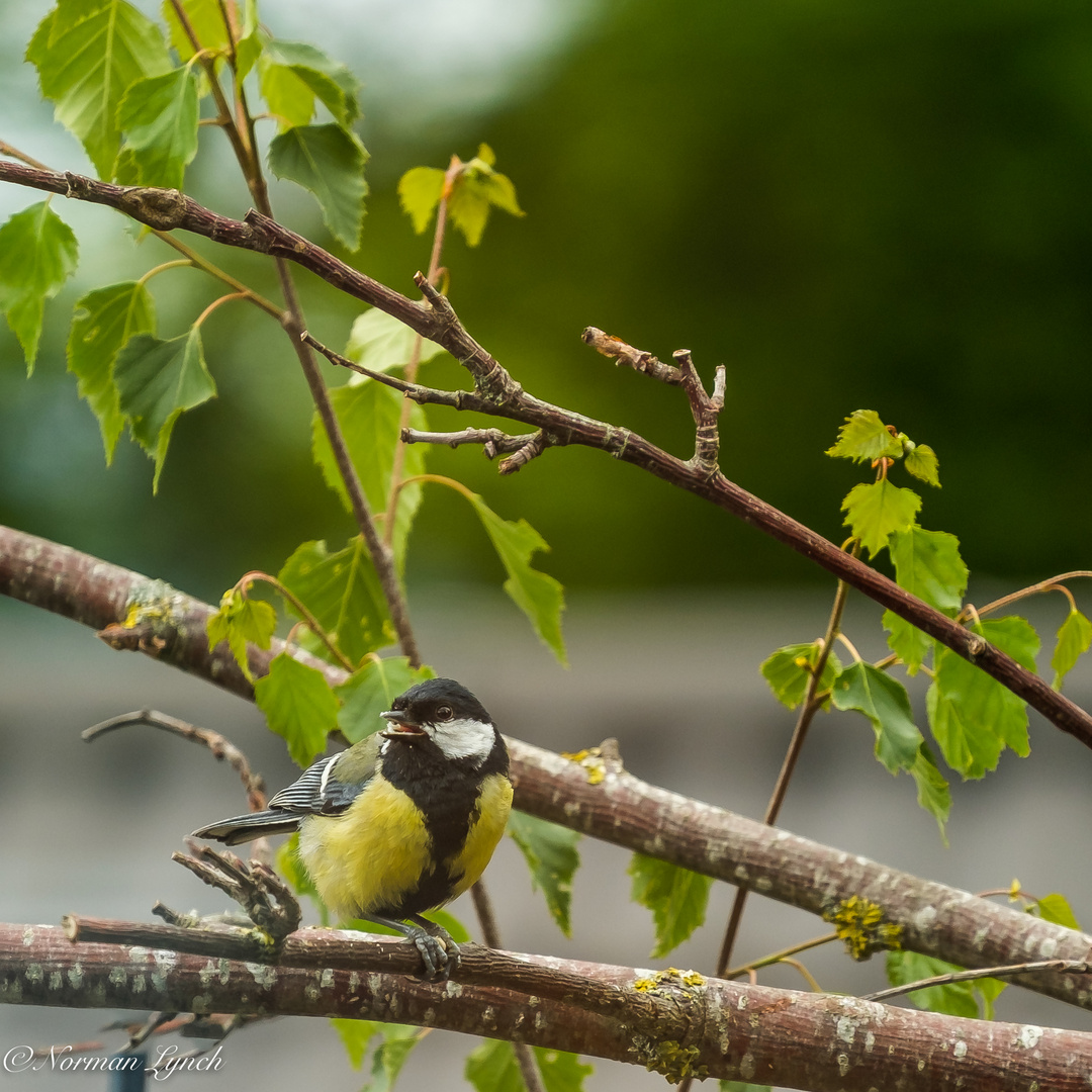  Great-tit (parus major)