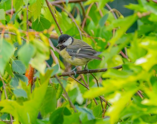 Great Tit (parus major)