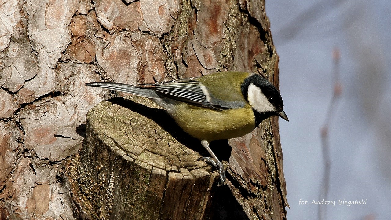 Great Tit tit 1