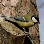 Great Tit tit 1