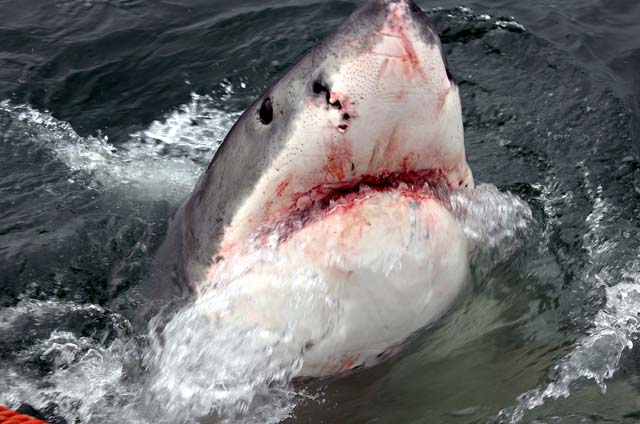 great White