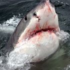 great White