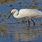 Great white Egret