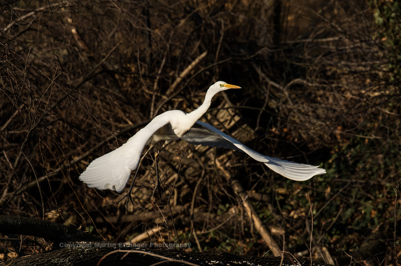 great white egret 31012019  (1)_05