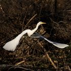 great white egret 31012019  (1)_05