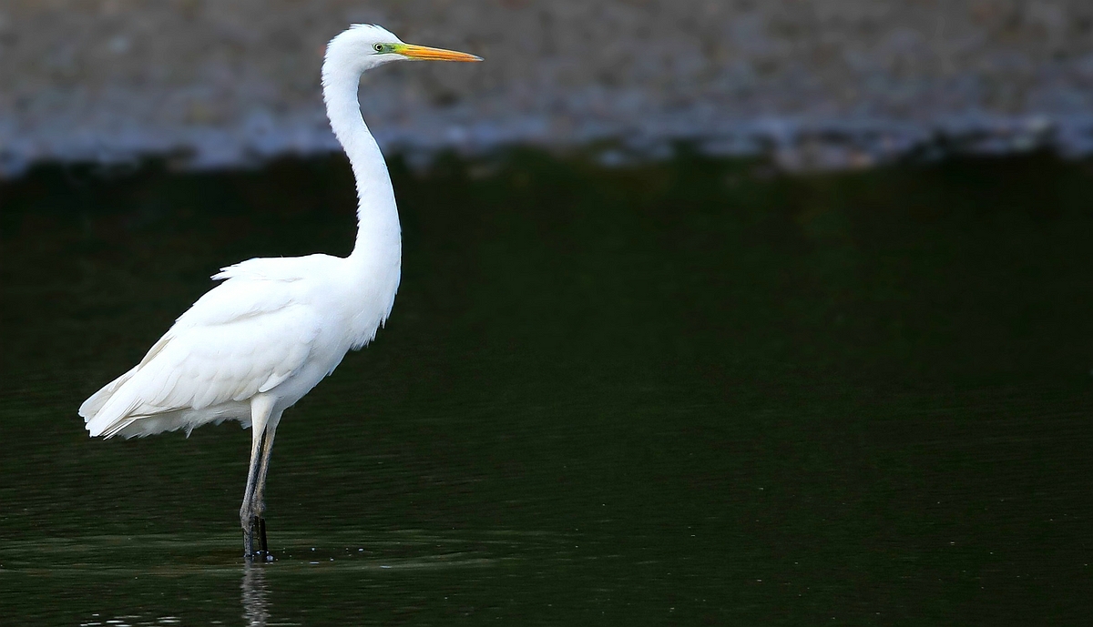 Great White Egret