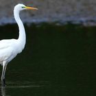 Great White Egret