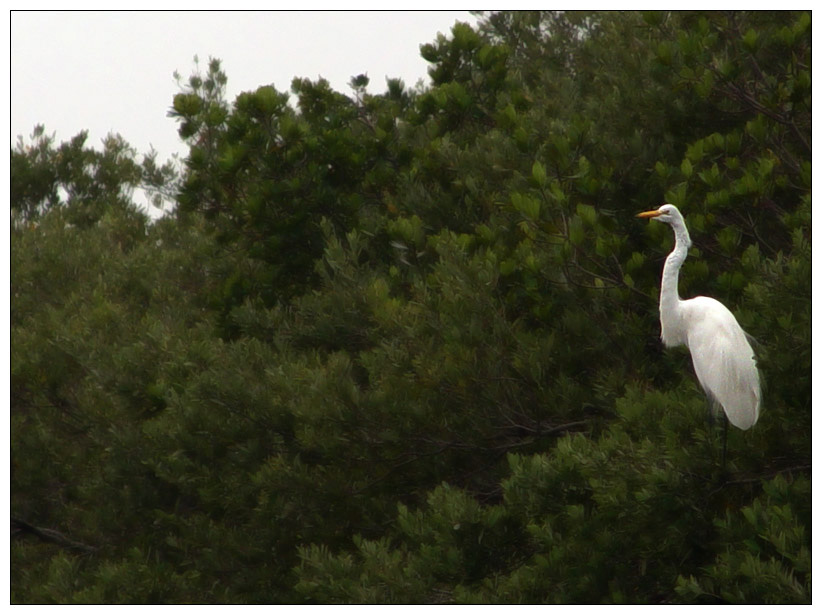 Great White Egret