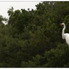 Great White Egret