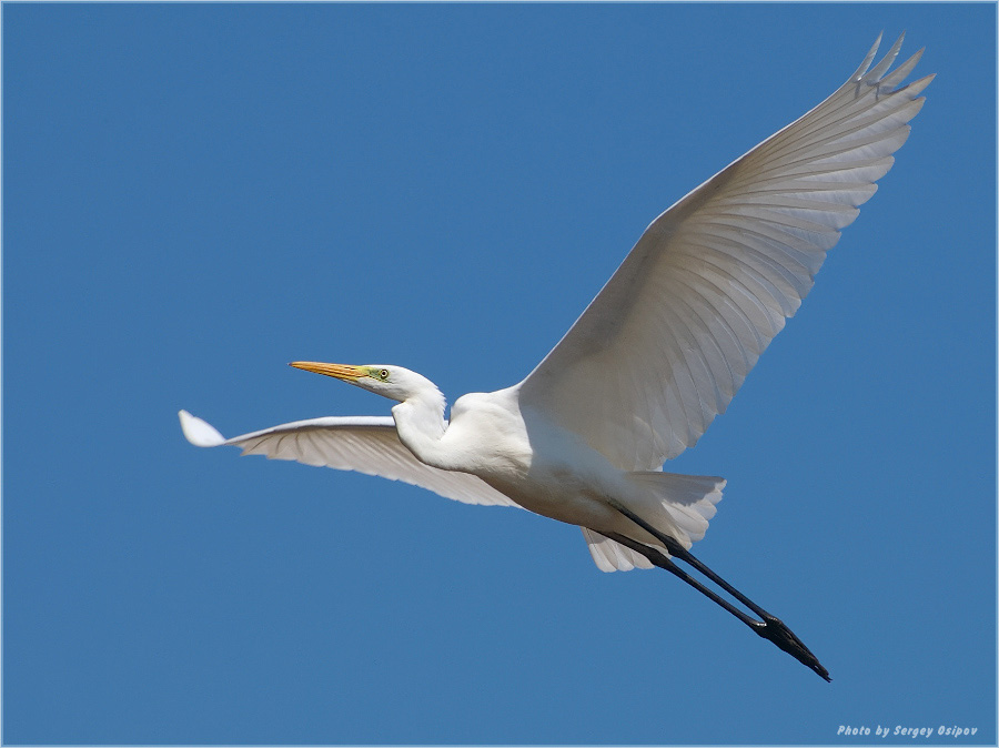 Great White Egret