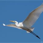 Great White Egret