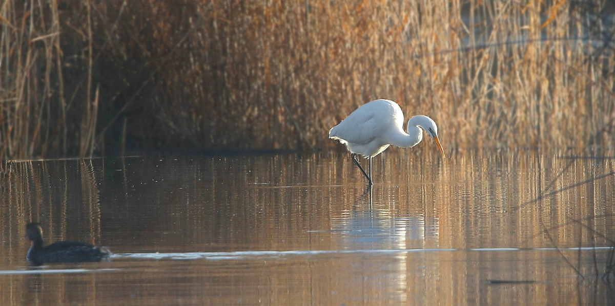 Great White Egret