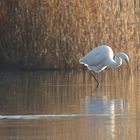 Great White Egret