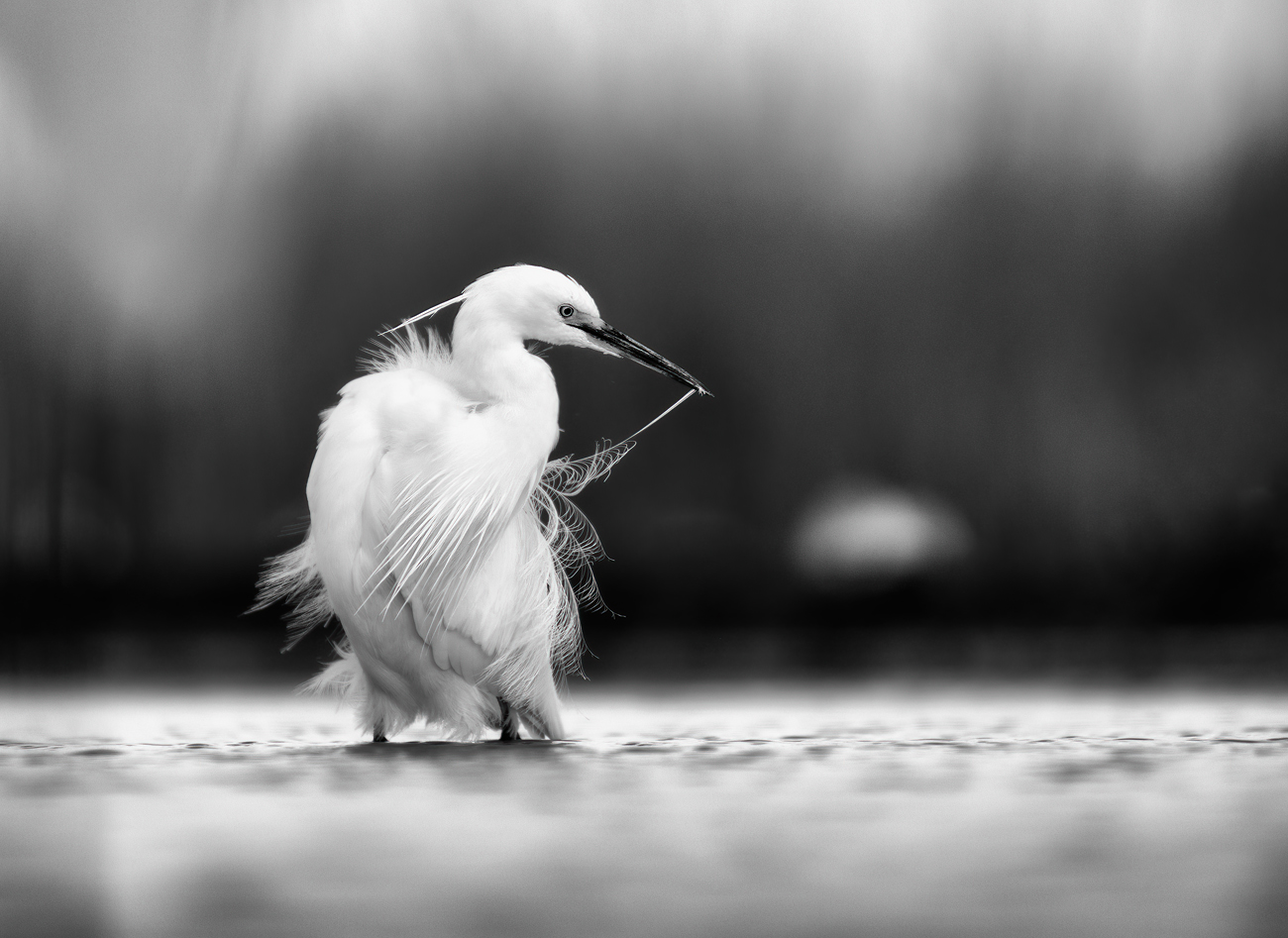 Great White Egret