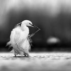 Great White Egret