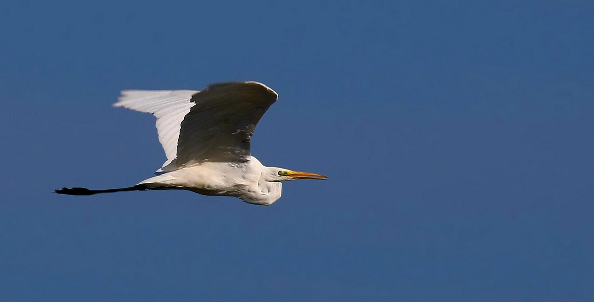 Great White Egret 