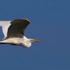 Great White Egret 