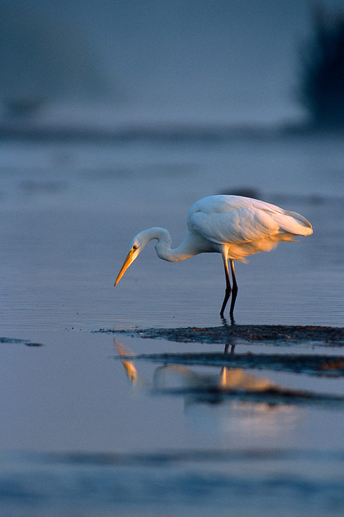 Great White Egret and sunset