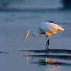 Great White Egret and sunset