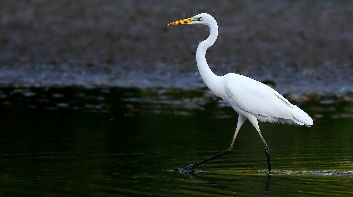 Great White Egret 