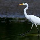 Great White Egret 