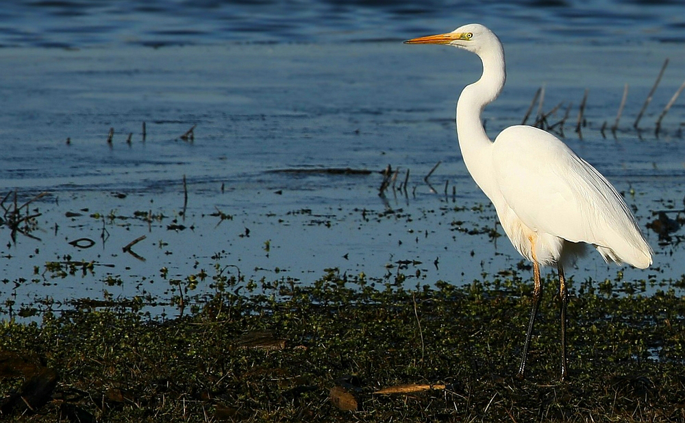 Great White Egret