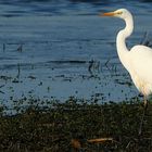 Great White Egret