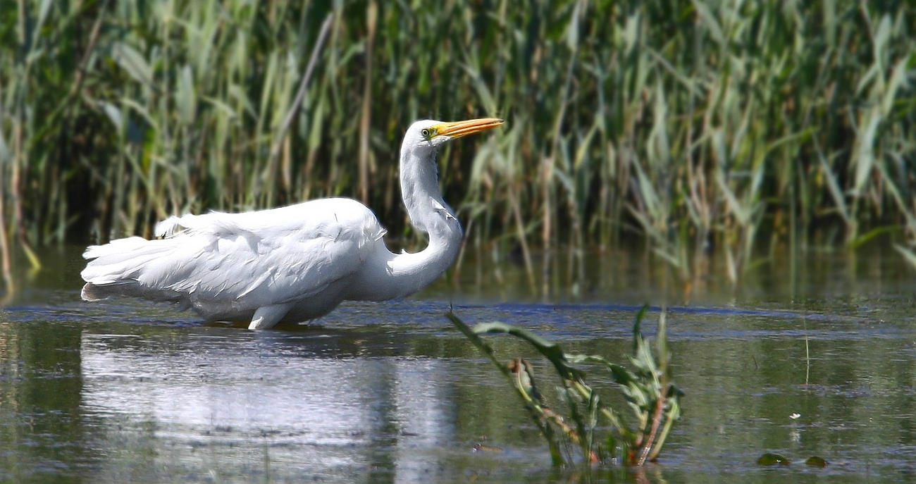 Great White Egret