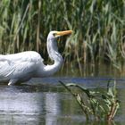 Great White Egret