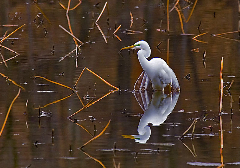 Great White Egret