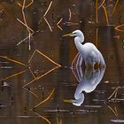 Great White Egret