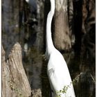 Great white Egret - Silberreiher (Casmerodius albus)