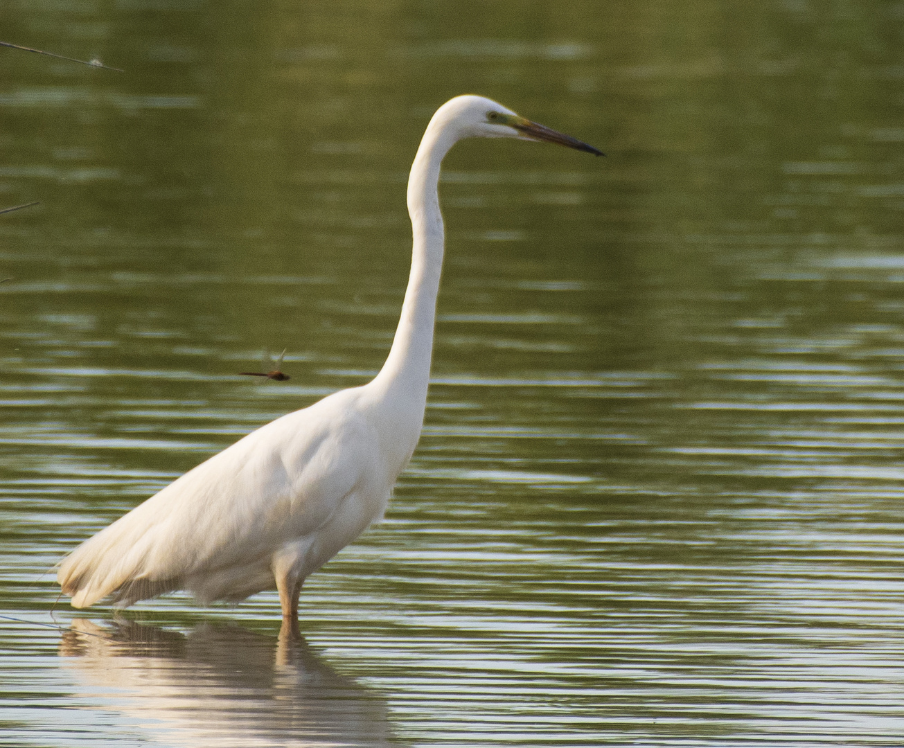 Great White Egret with Dragon Fly