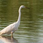 Great White Egret with Dragon Fly