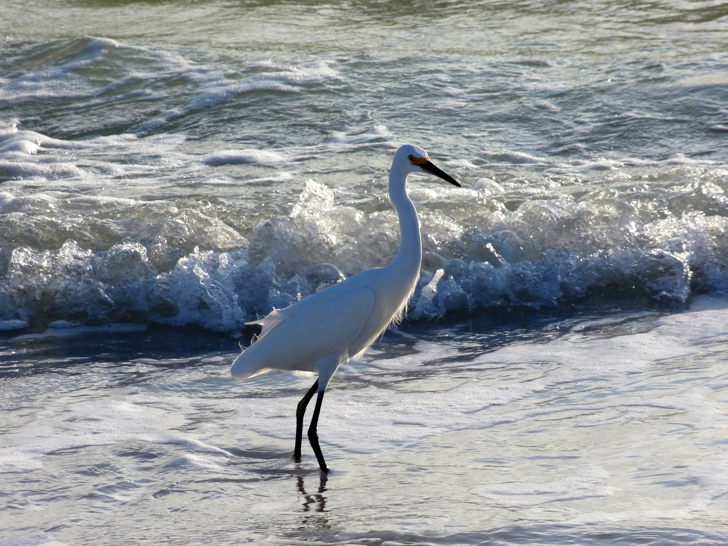 Great White Heron