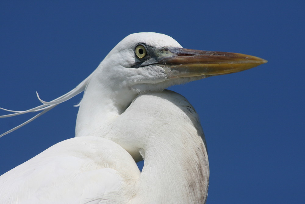 Great white heron in Pose