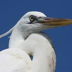 Great white heron in Pose
