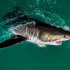 Great White in Gansbaai