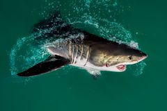 Great White in Gansbaai