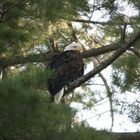 Great White North Wisconsin Eagle