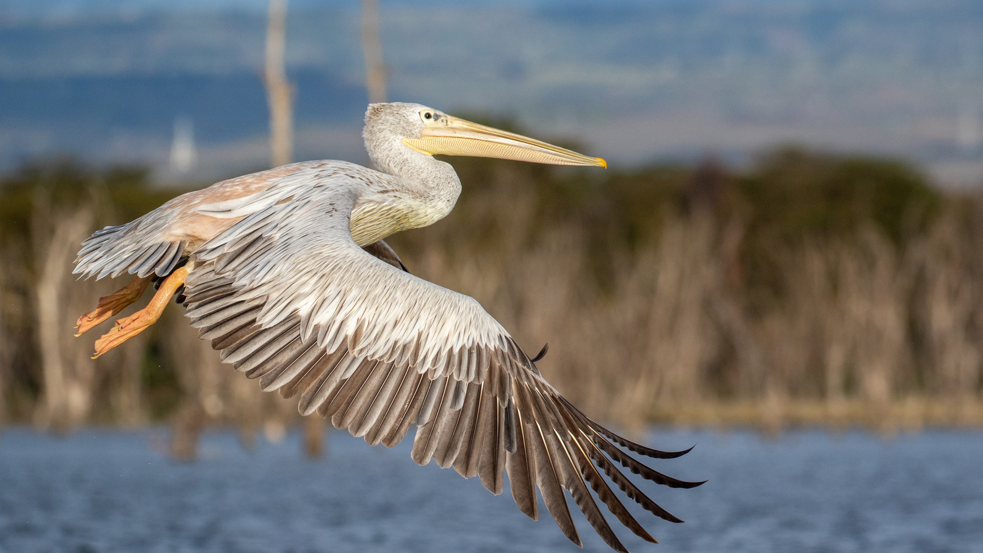 Great White Pelican,  Lake Nakuru