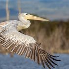 Great White Pelican,  Lake Nakuru