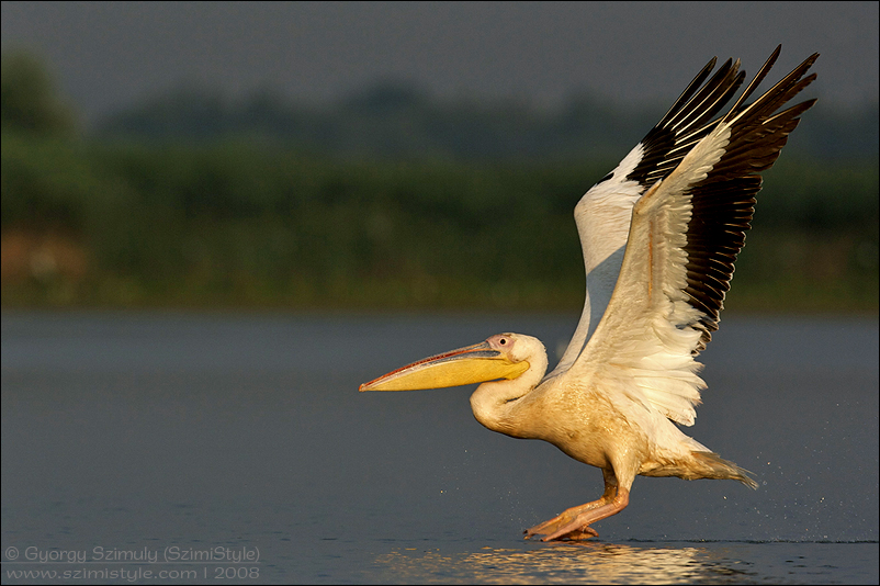 Great White Pelican take off