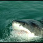 >Great White Shark<