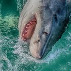 Great White Shark