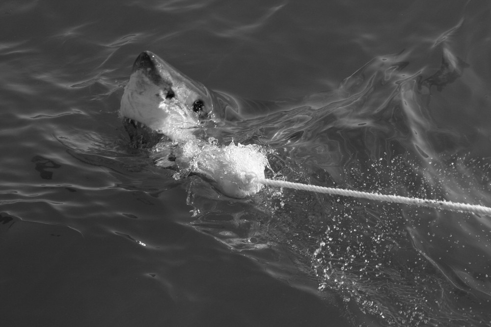 Great white shark in Südafrika 2008