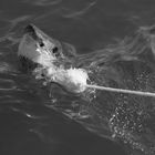 Great white shark in Südafrika 2008