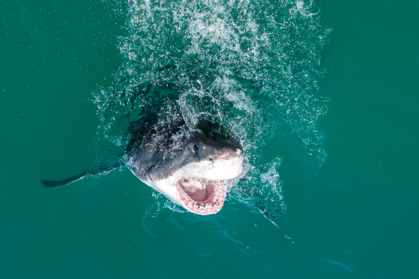 Great White was für ein schönes Tier