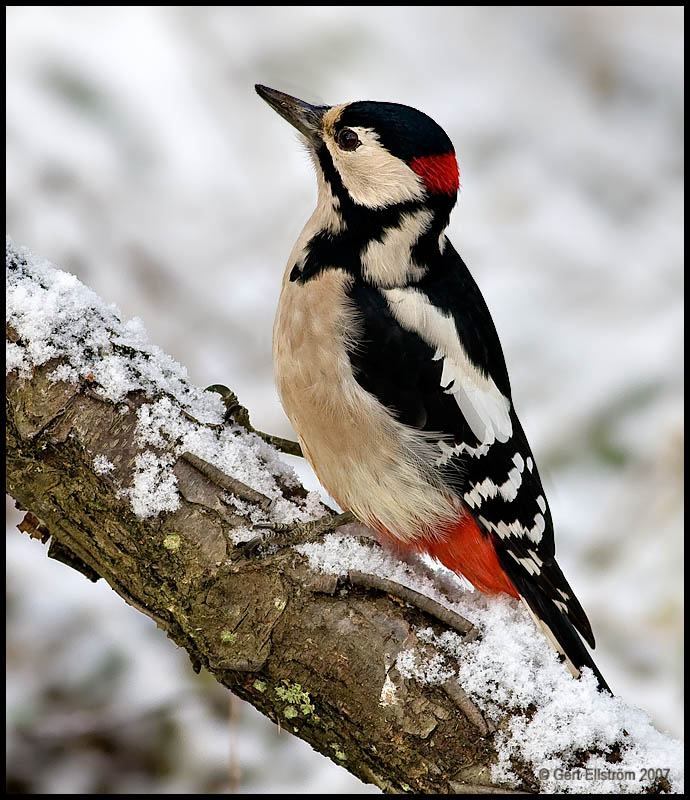 Great woodpecker