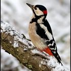 Great woodpecker